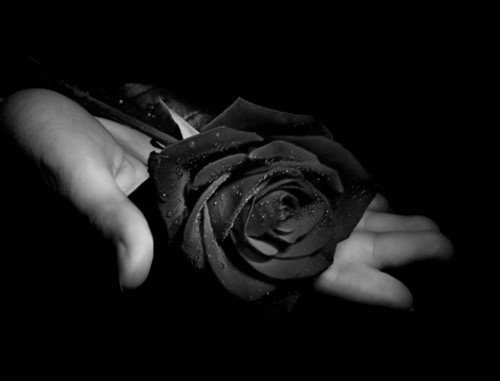 http://meivelas.files.wordpress.com/2011/11/black-rose_from-most-beautiful-flower-site.jpg